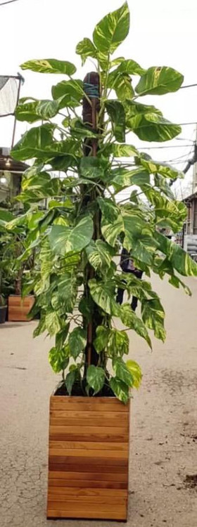 فلاور باکس گلدان چوبی