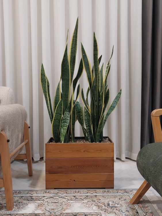 فلاورباکس ترموود