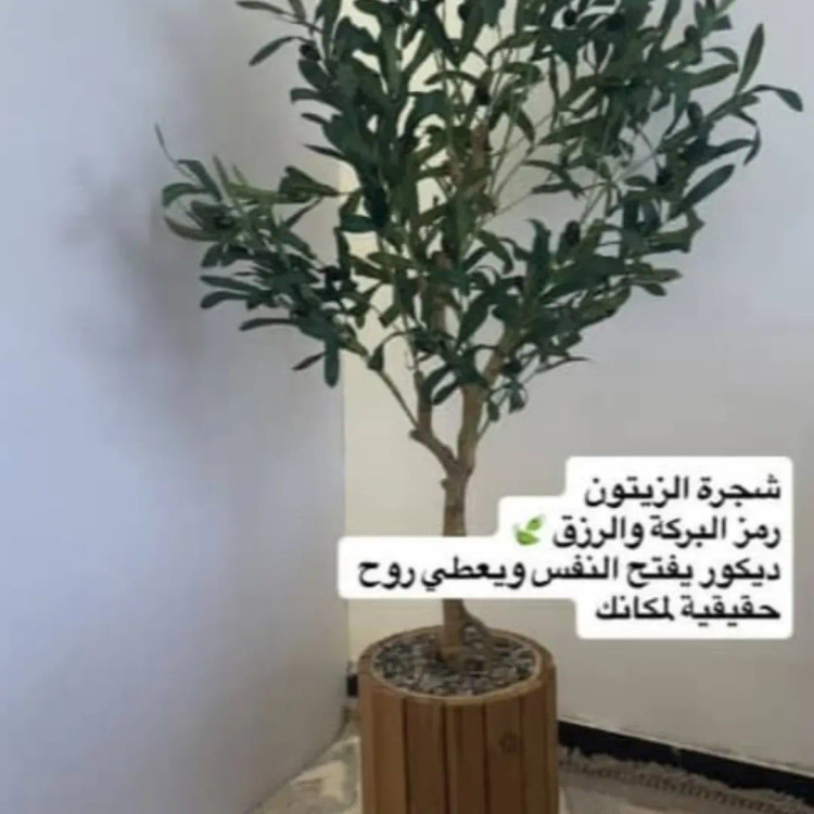 تولیدی گلدان ترموود کجاست