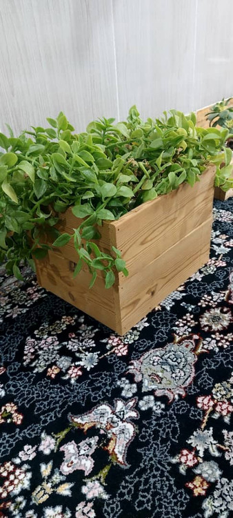 قیمت گلدان ترموود کاکتوسی