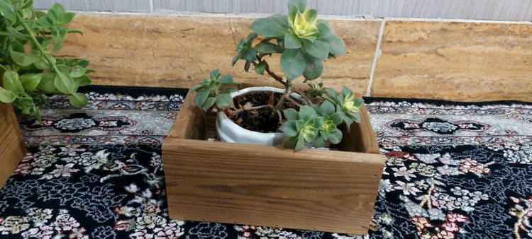 قیمت گلدان کاکتوسی