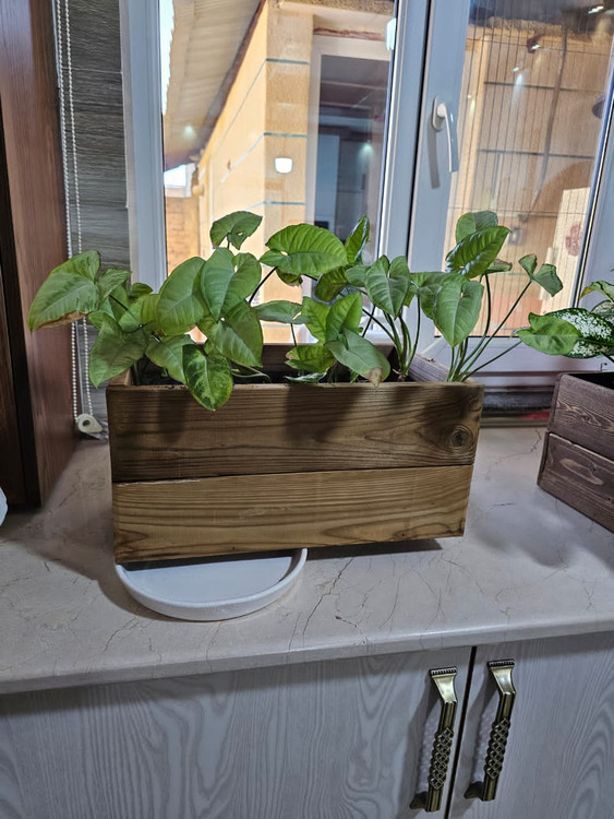 گلدان ترموود