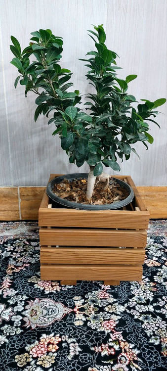 قیمت گلدان ترموود